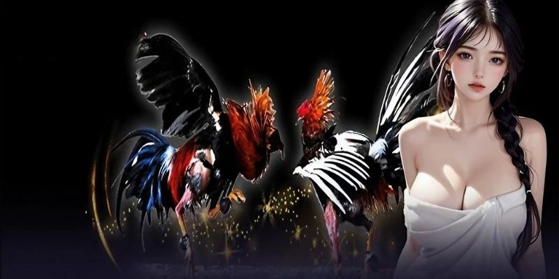 Chọi gà mang đến các trải nghiệm cao cấp, hiện đại